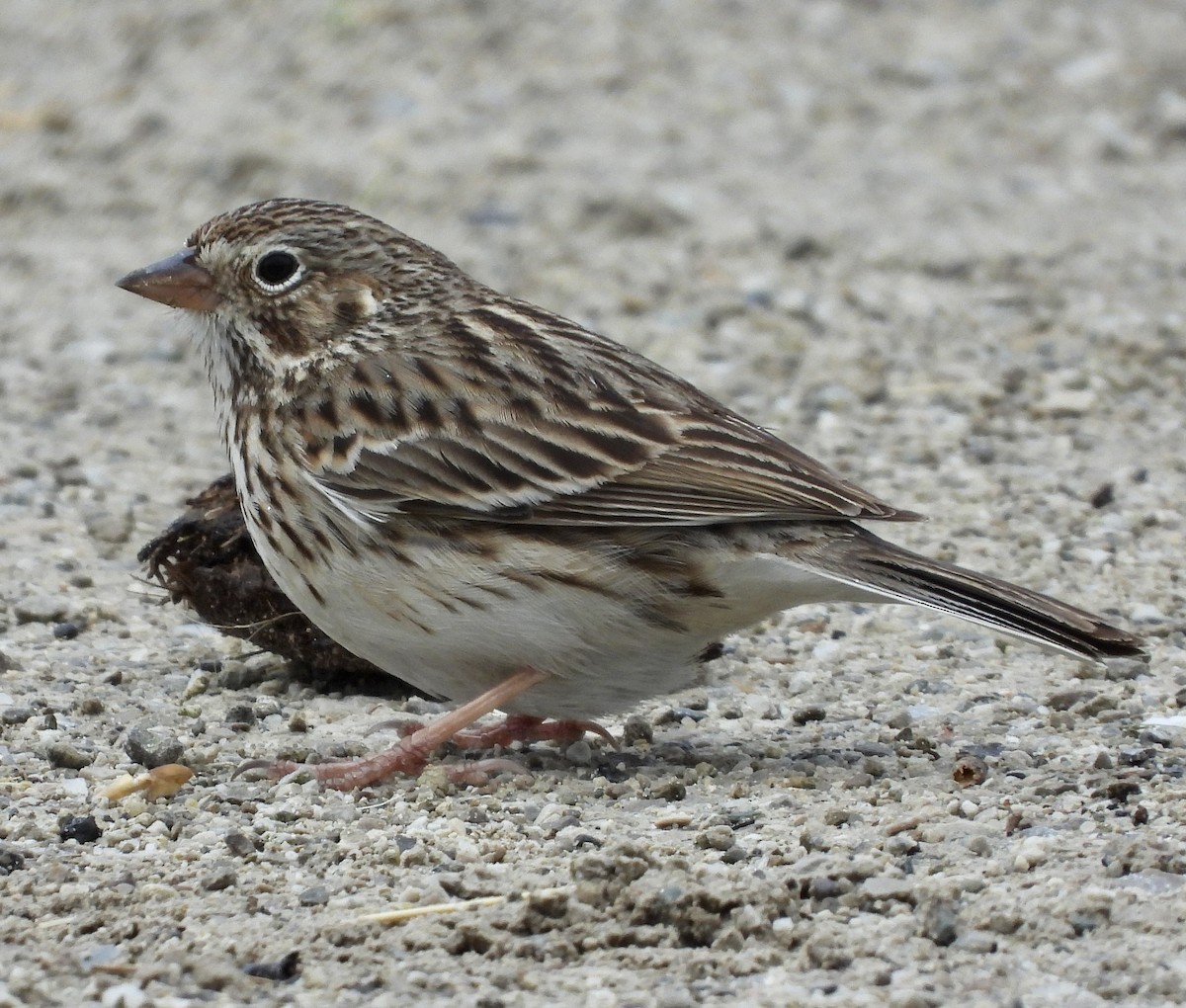 Vesper Sparrow - ML633810486
