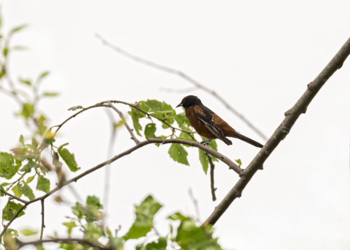 Orchard Oriole - ML633810494