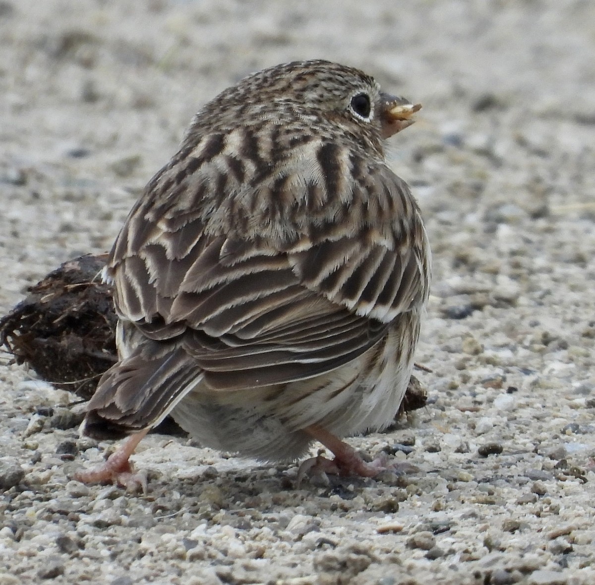 Vesper Sparrow - ML633810598