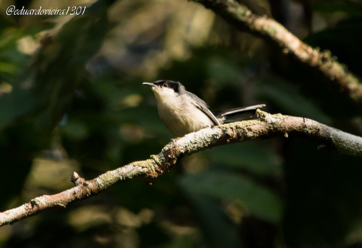 Tropical Gnatcatcher (atricapilla) - ML633810656