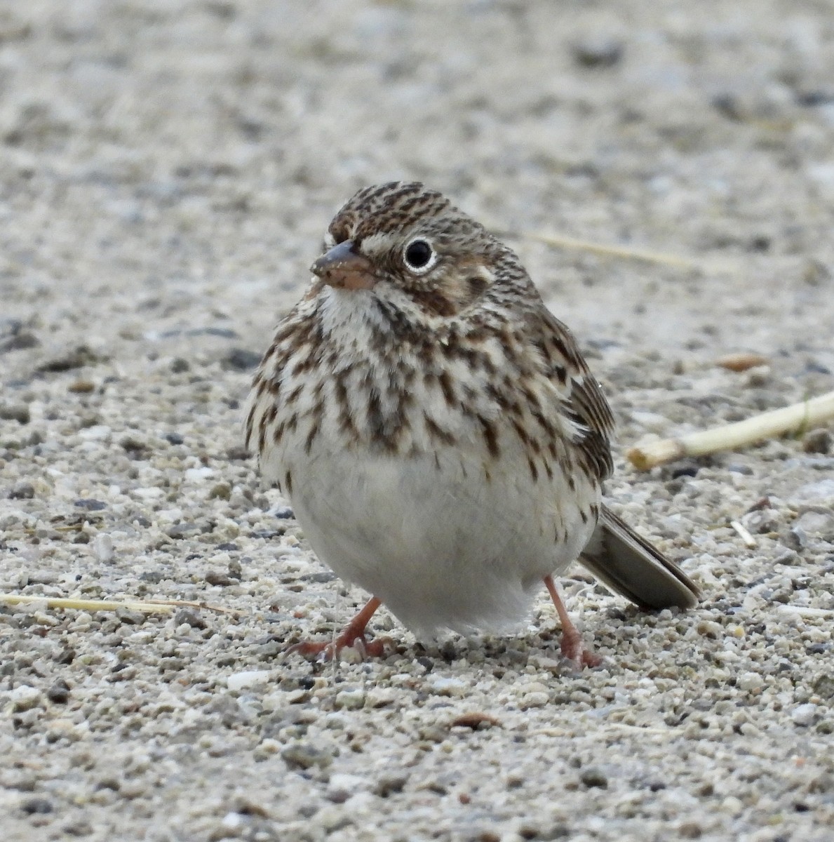 Vesper Sparrow - ML633810716