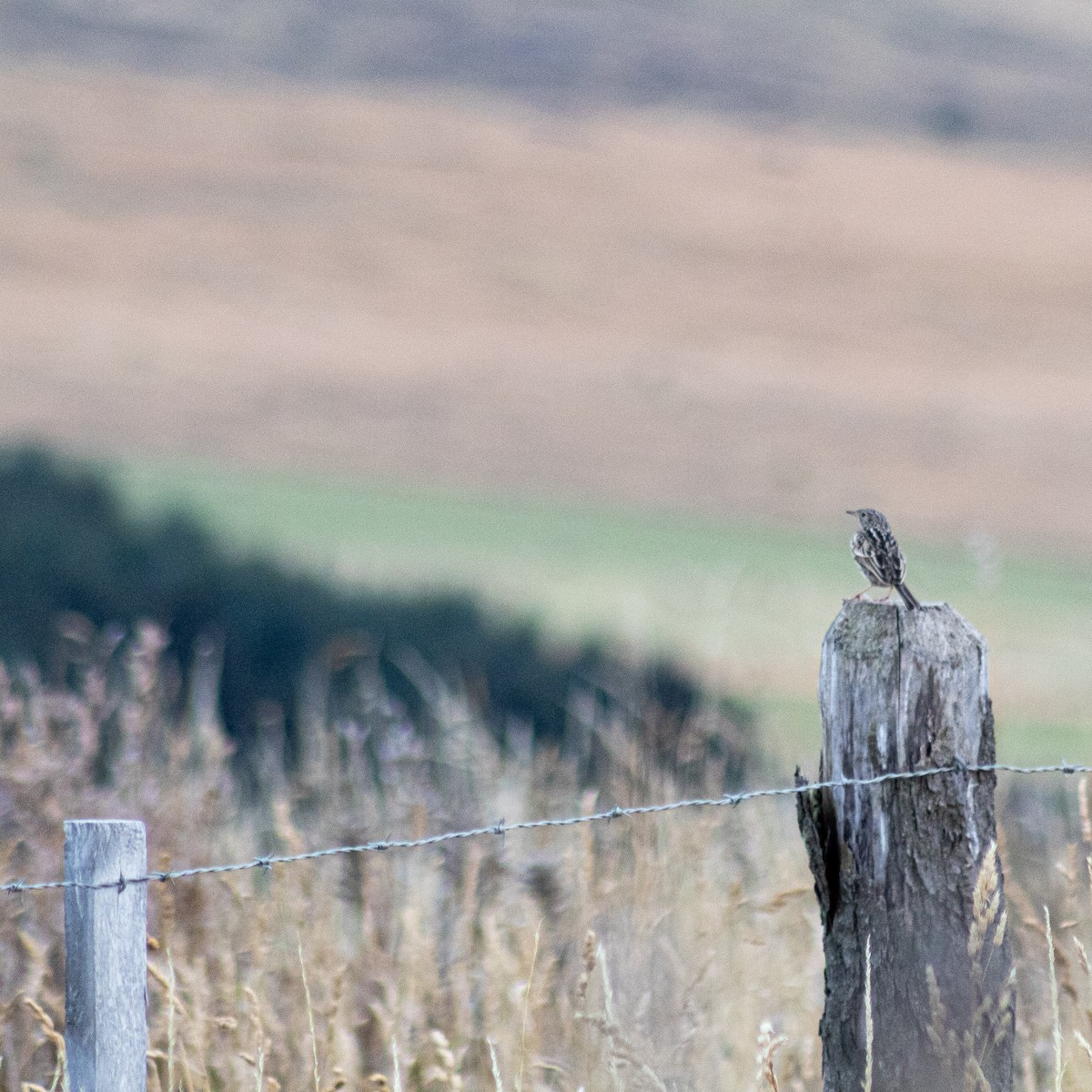 Correndera Pipit - ML633810852