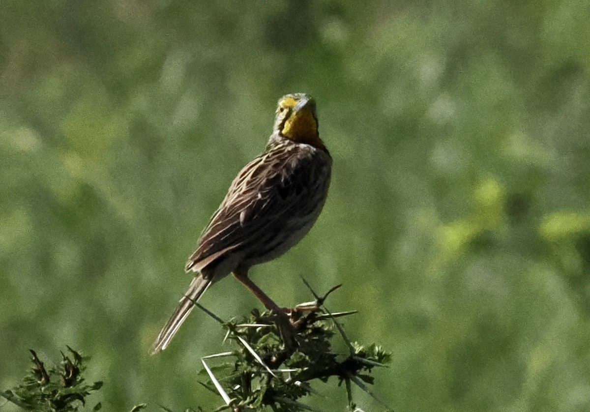 Pangani Longclaw - ML633810854