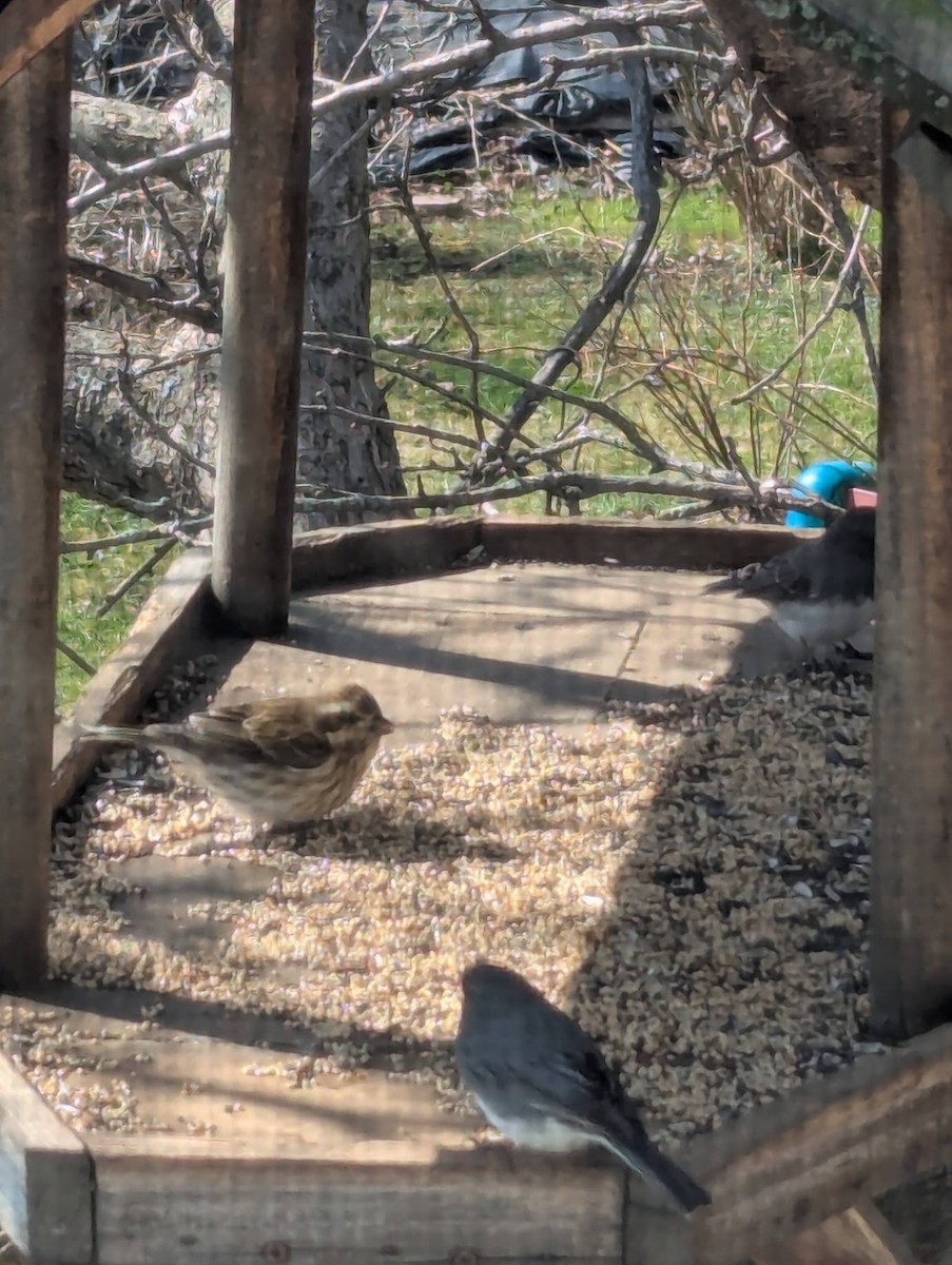 Purple Finch - ML633810887