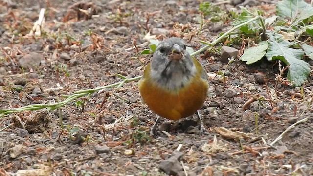 Gray-hooded Sierra Finch - ML633810940