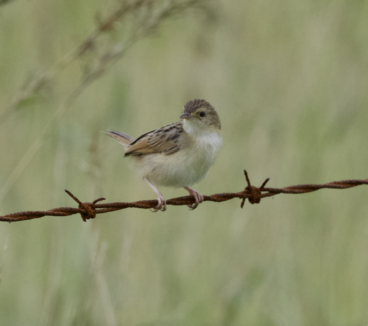 Zitting Cisticola (African) - ML633810961