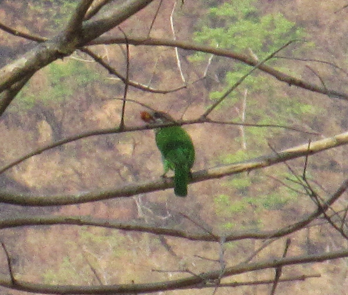 White-cheeked Barbet - ML633810981