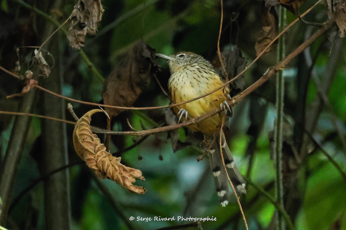 Santa Marta Antbird - ML633811006