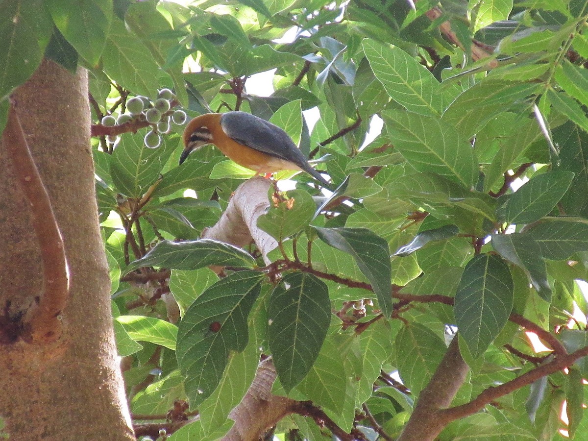Orange-headed Thrush - ML633811068