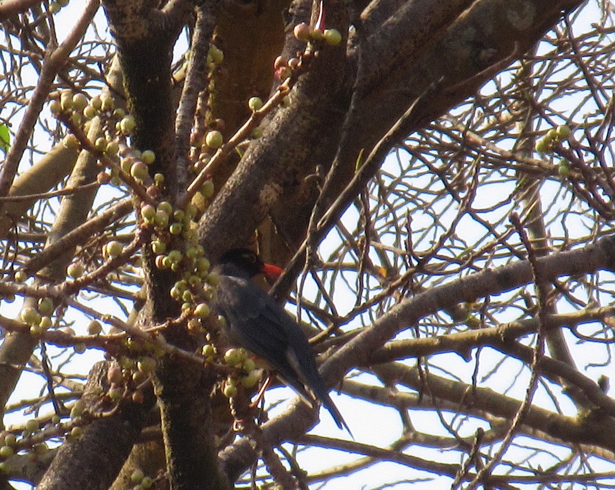 Indian Blackbird - ML633811083