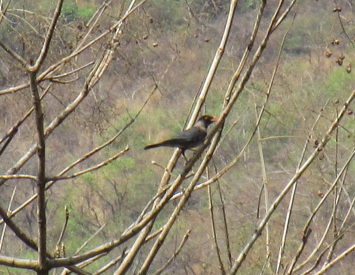 Indian Blackbird - ML633811088