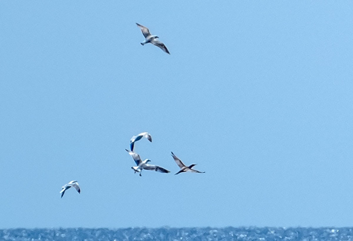 Brown Booby - ML633811093
