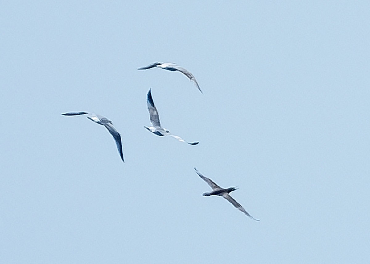 Brown Booby - ML633811094