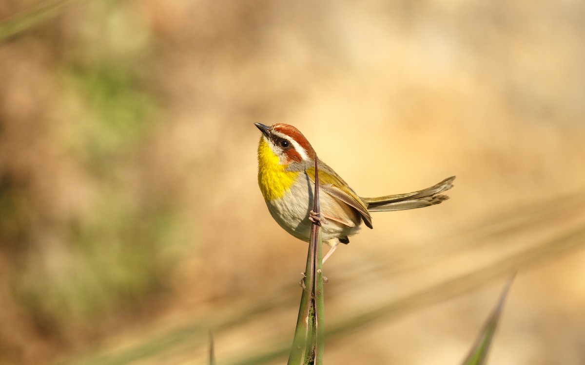 Rufous-capped Warbler (rufifrons Group) - ML633811102