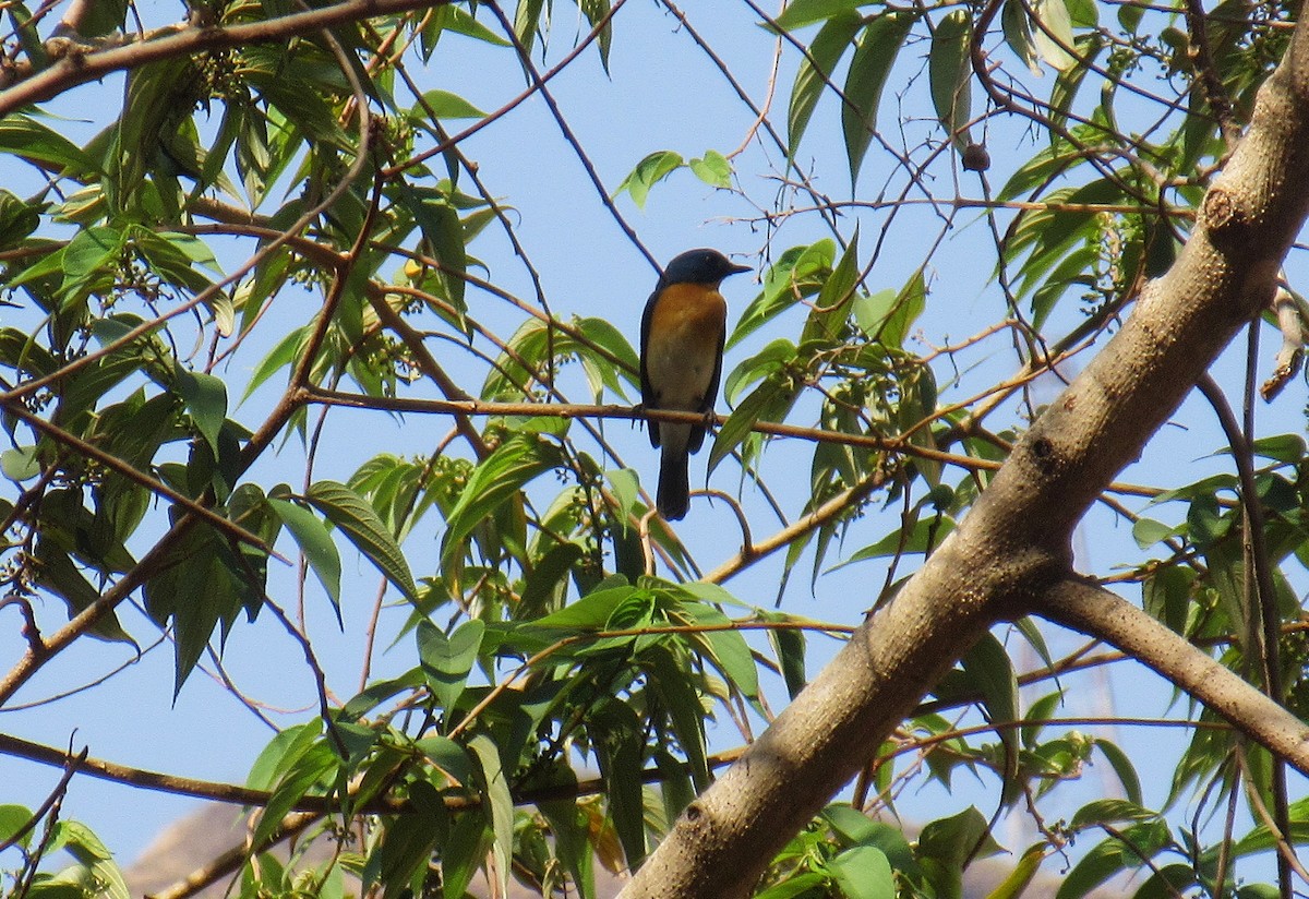 Tickell's Blue Flycatcher - ML633811104
