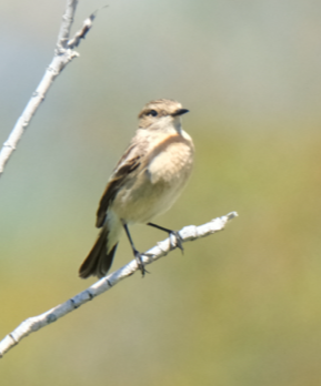 Siberian Stonechat - ML633811123