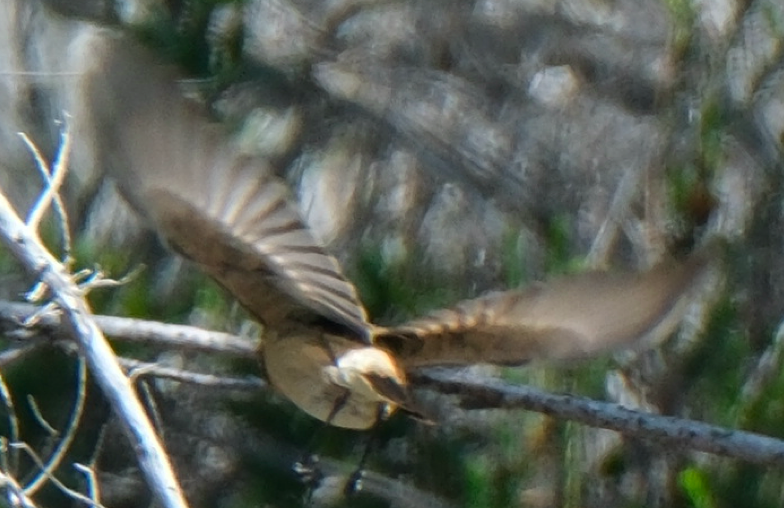 Siberian Stonechat - ML633811124