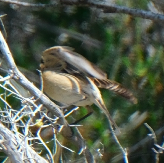 Siberian Stonechat - ML633811125