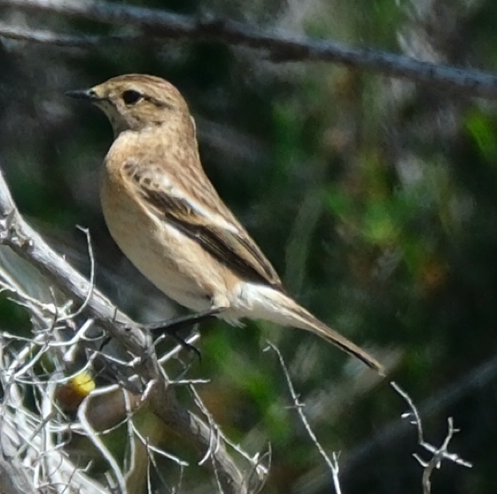 Siberian Stonechat - ML633811126