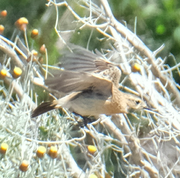 Siberian Stonechat - ML633811127