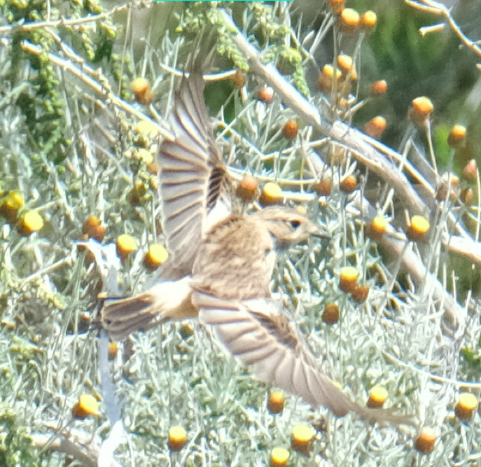 Siberian Stonechat - ML633811128