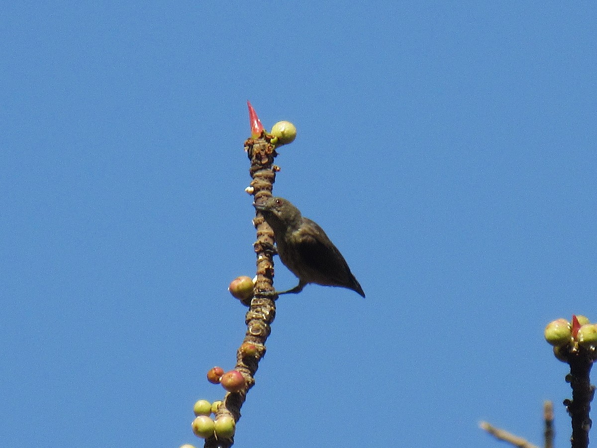 Thick-billed Flowerpecker - ML633811129