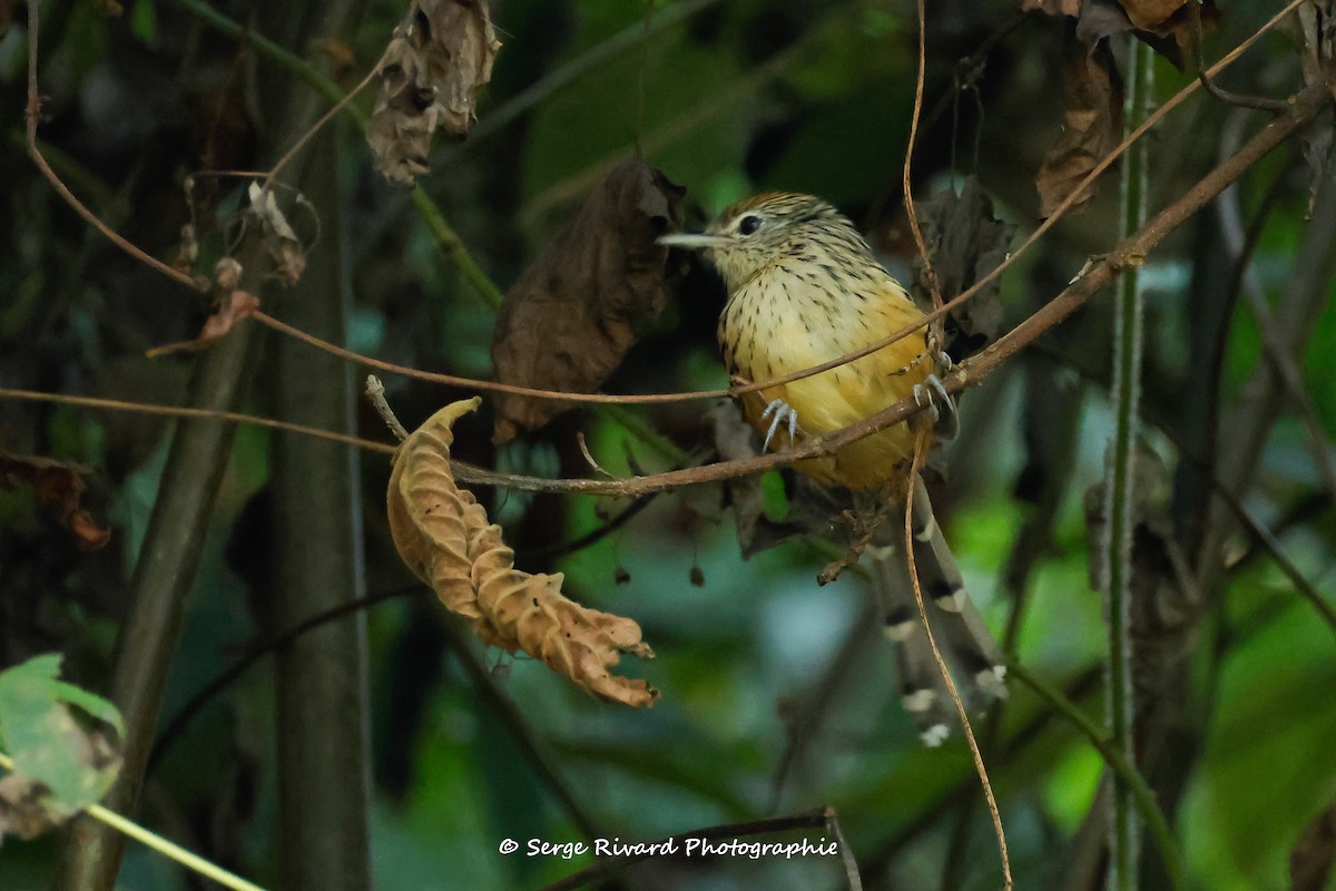 Santa Marta Antbird - ML633811141