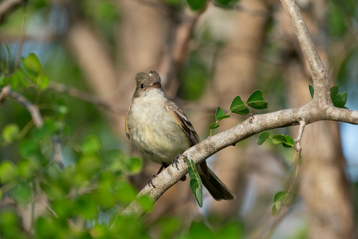 Caribbean Elaenia - ML633811161