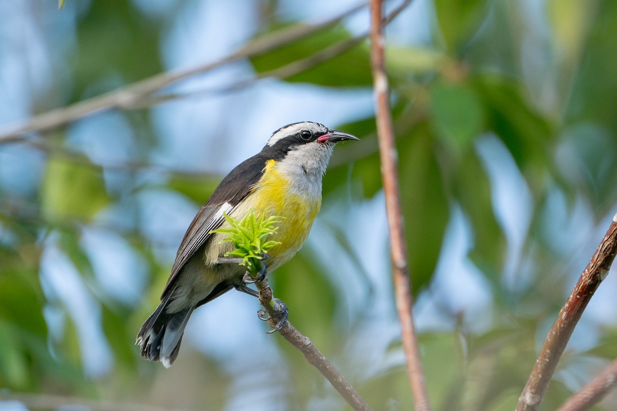 Bananaquit - ML633811167