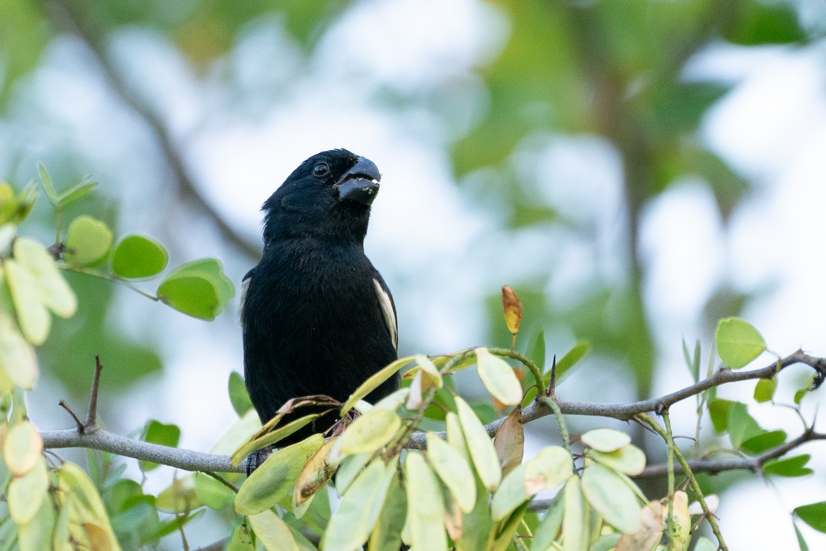 Grand Cayman Bullfinch - ML633811186