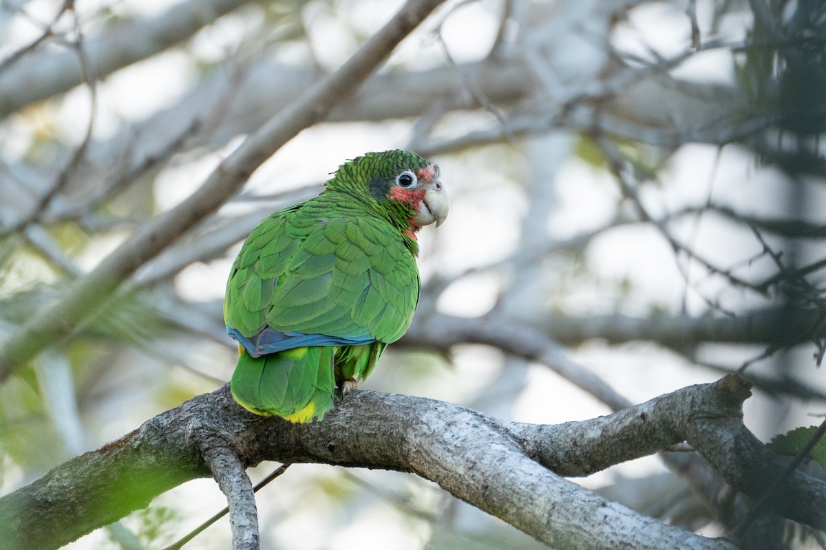 Cuban Amazon (Cayman Is.) - ML633811188