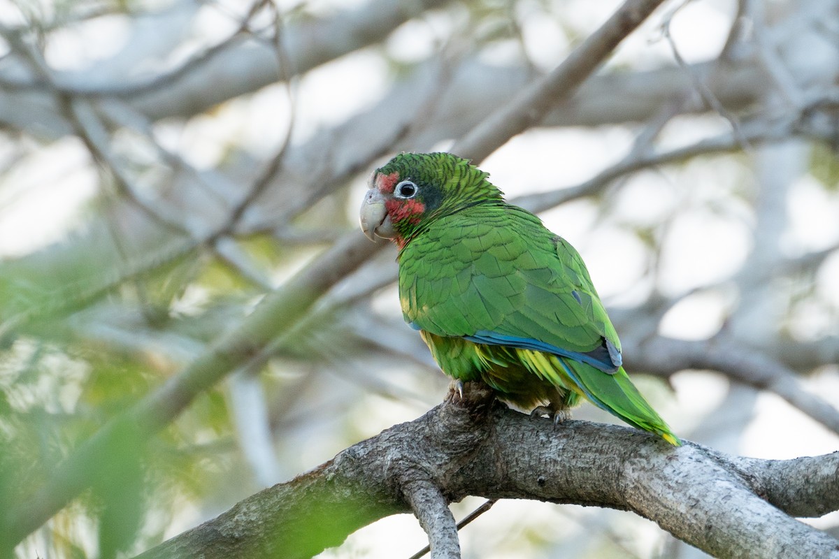 Cuban Amazon (Cayman Is.) - ML633811191