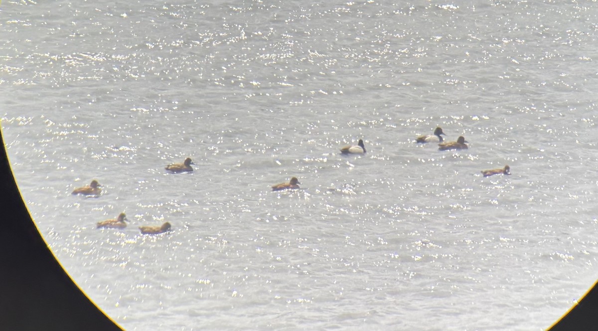 Lesser Scaup - ML633811220