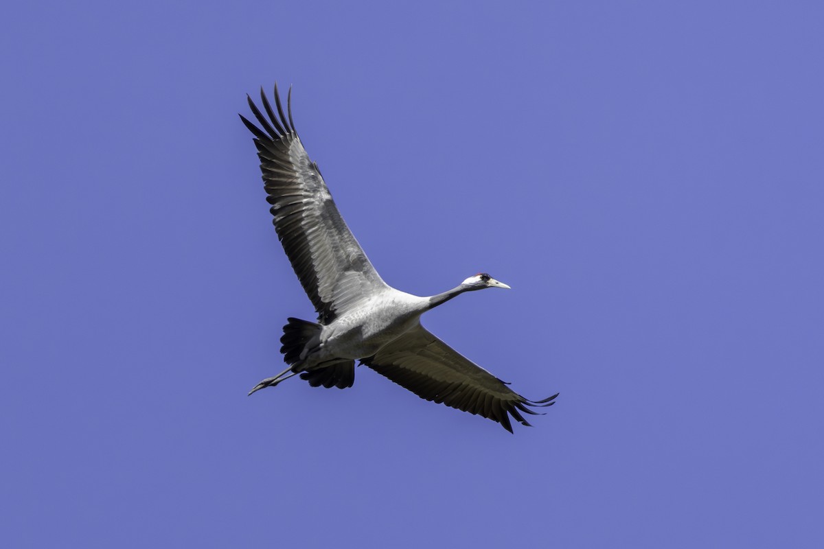 Common Crane - ML633811301