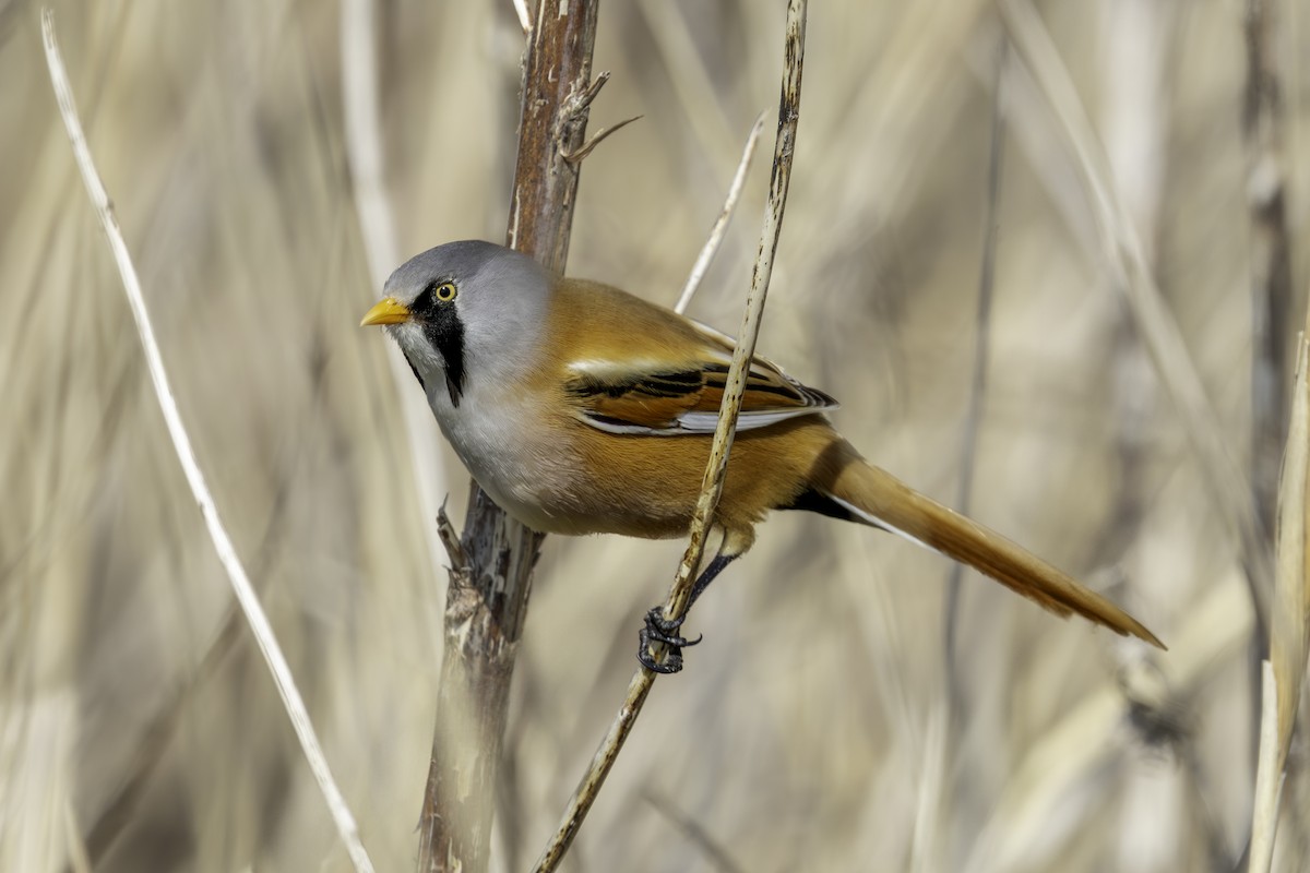 Bearded Reedling - ML633811319