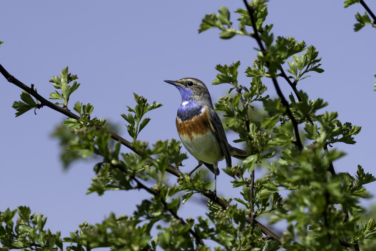 Bluethroat - ML633811326