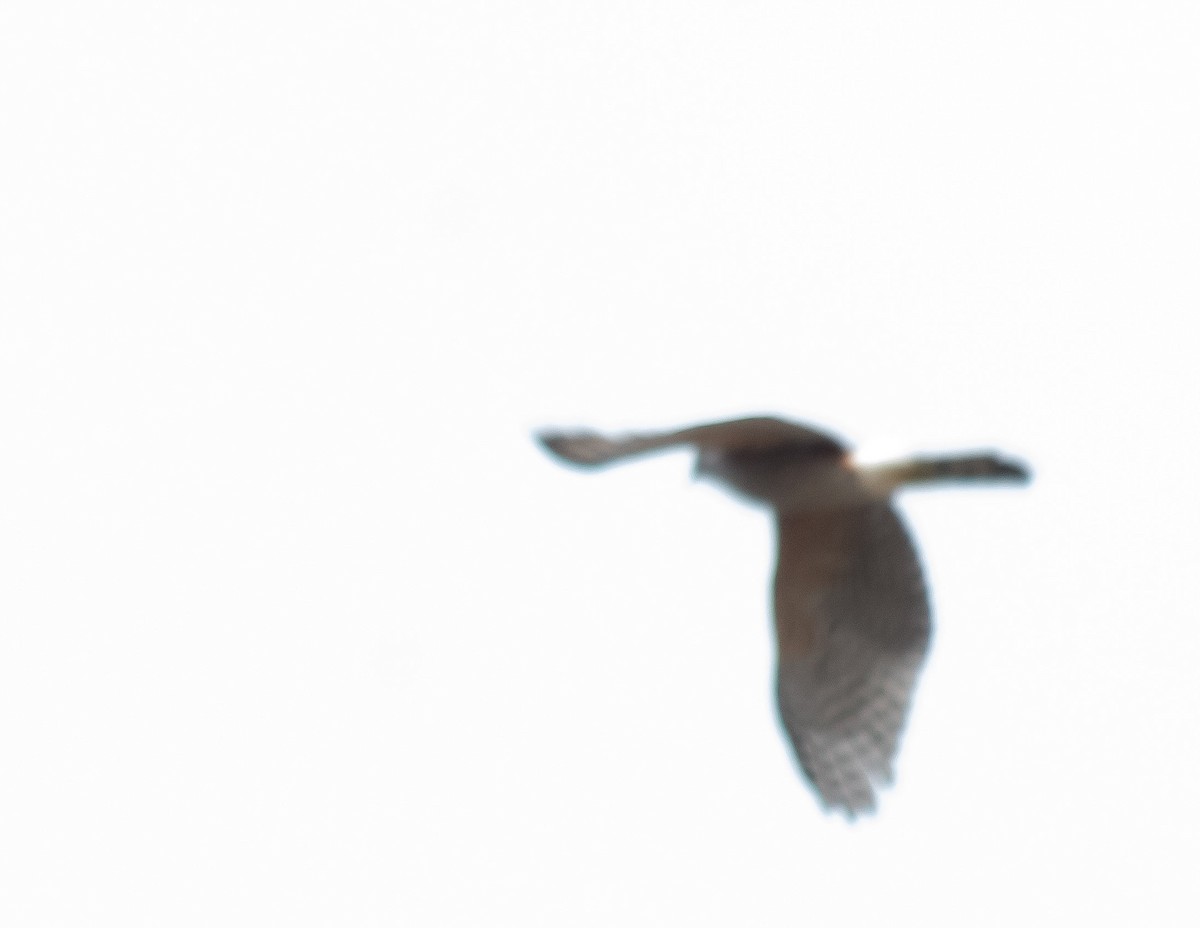 Chilean Hawk - ML633811335