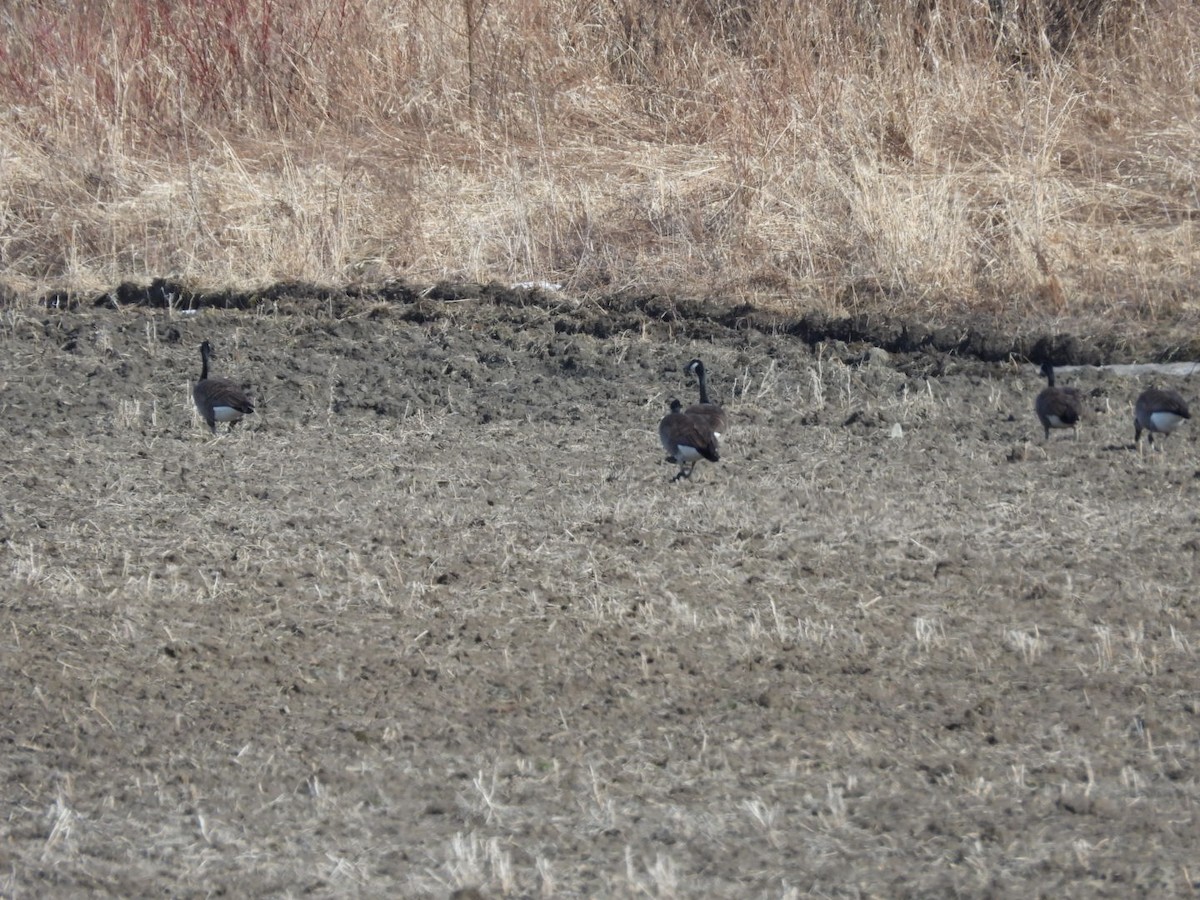 Wild Turkey - ML633811347