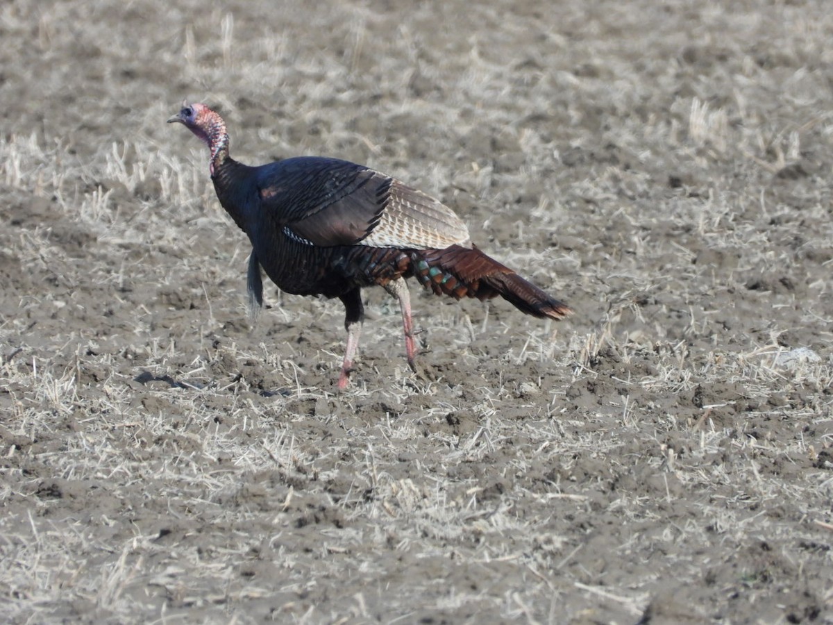 Wild Turkey - ML633811348
