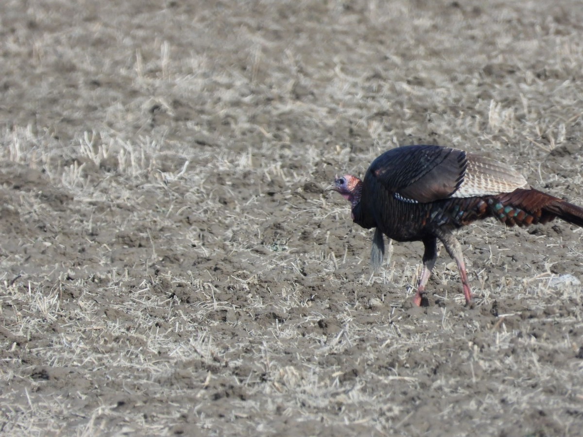 Wild Turkey - ML633811349