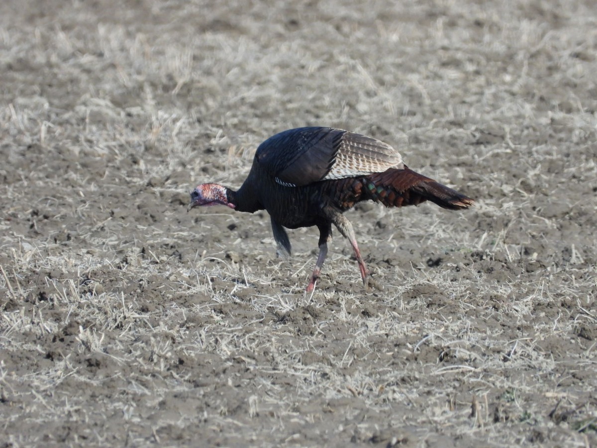 Wild Turkey - ML633811350
