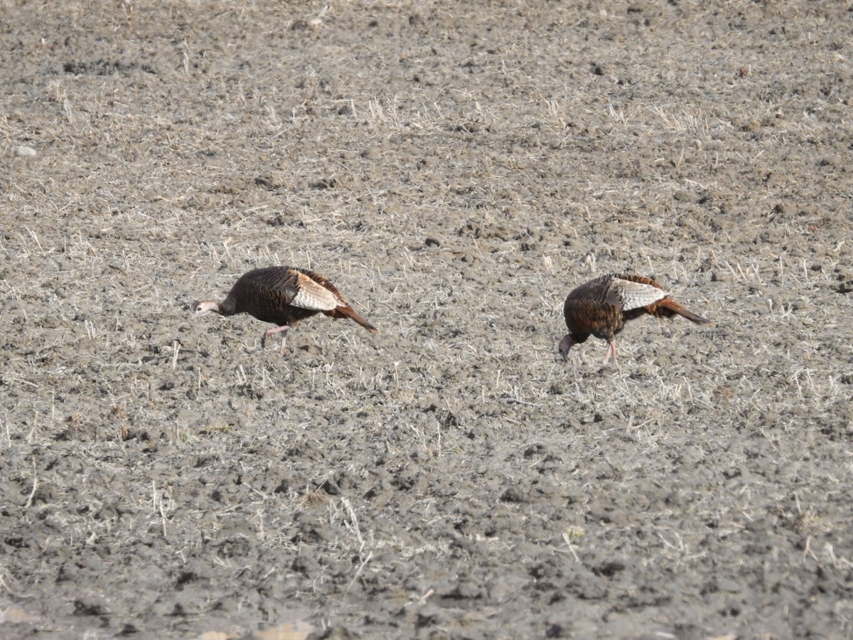 Wild Turkey - ML633811352