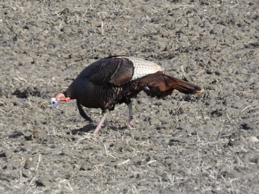 Wild Turkey - ML633811353