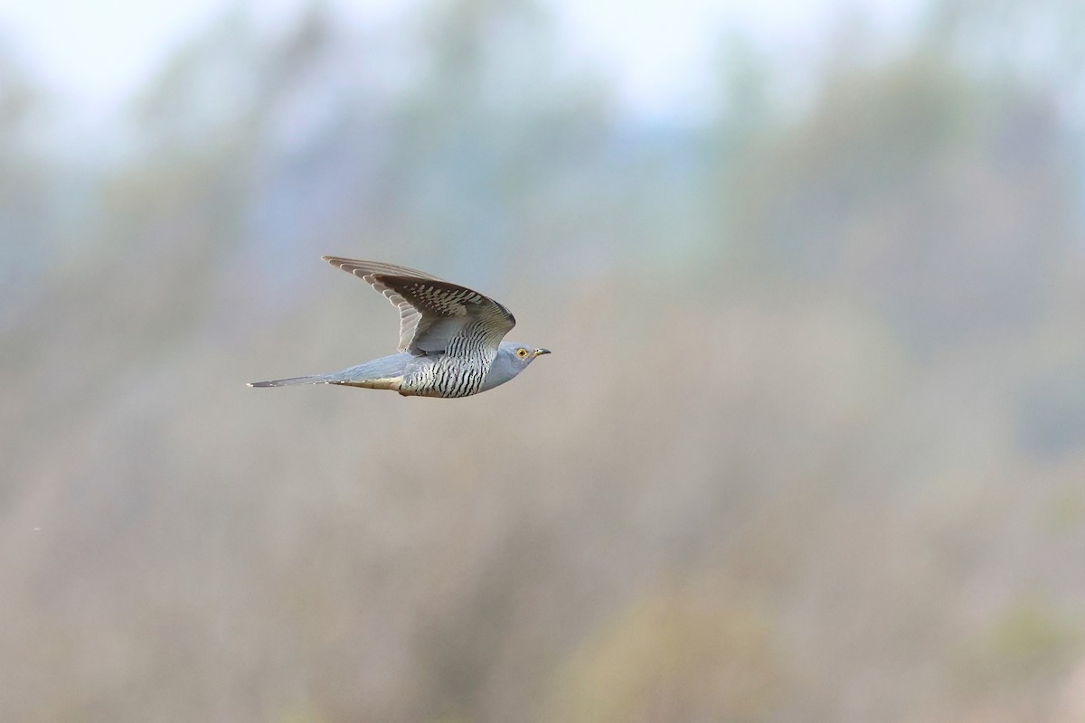 Common Cuckoo - ML633811359