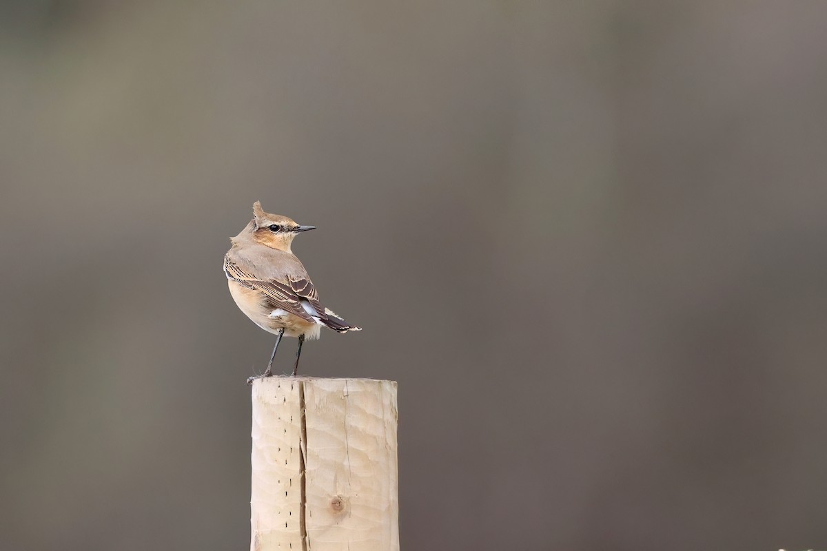 Northern Wheatear - ML633811367