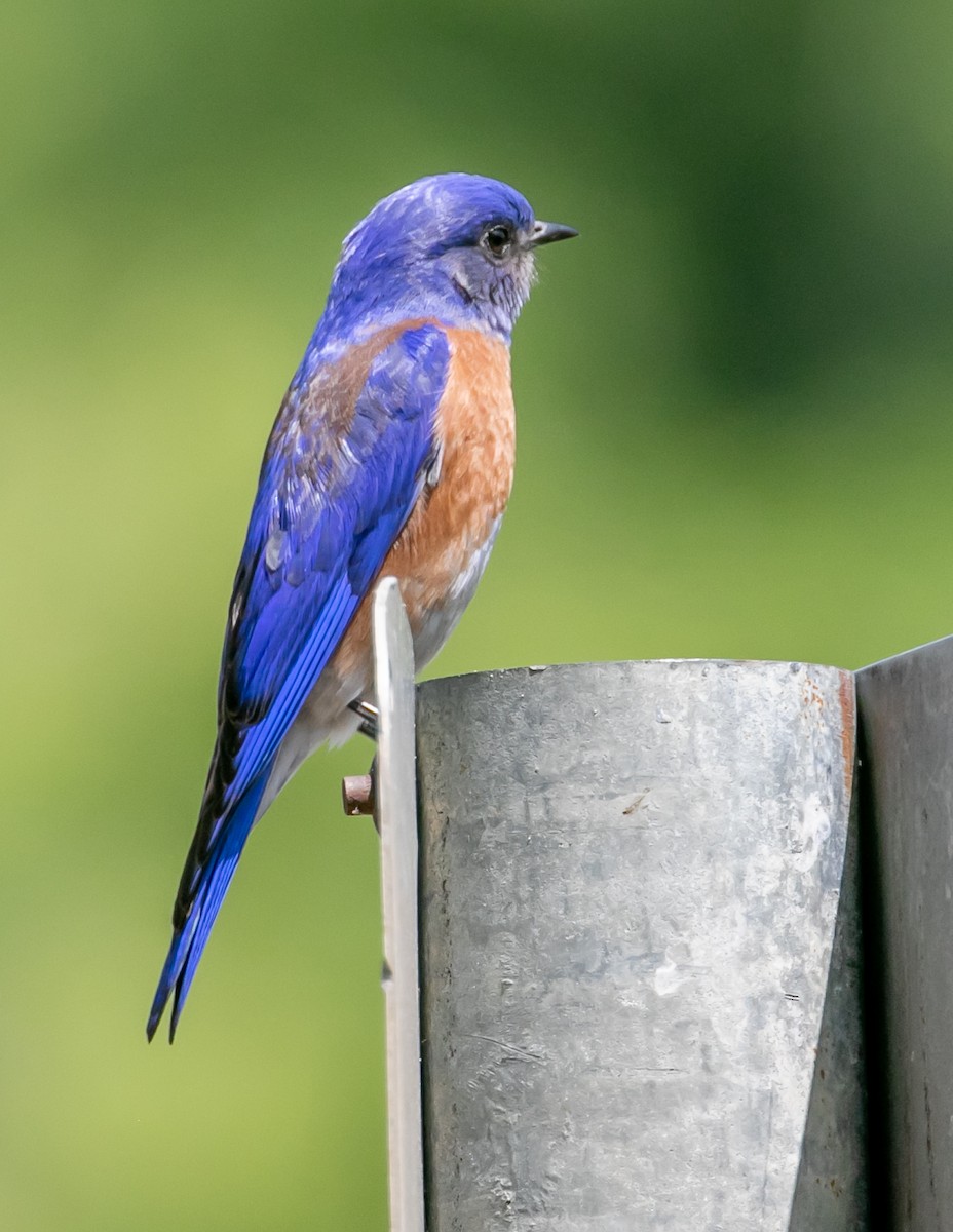 Western Bluebird - ML633811421