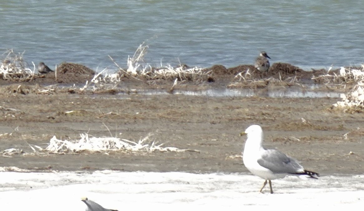 Black-bellied Plover - ML633811423