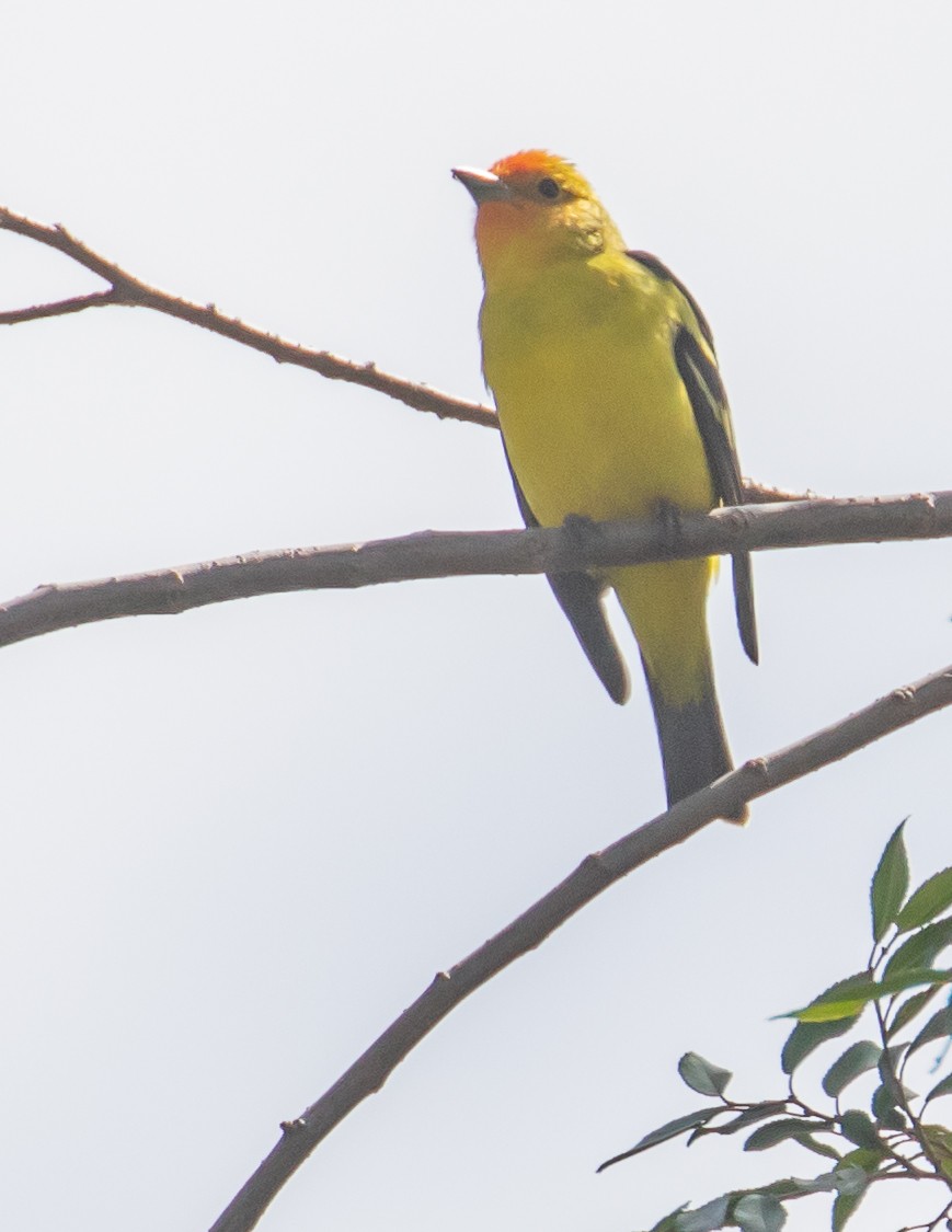 Western Tanager - ML633811430