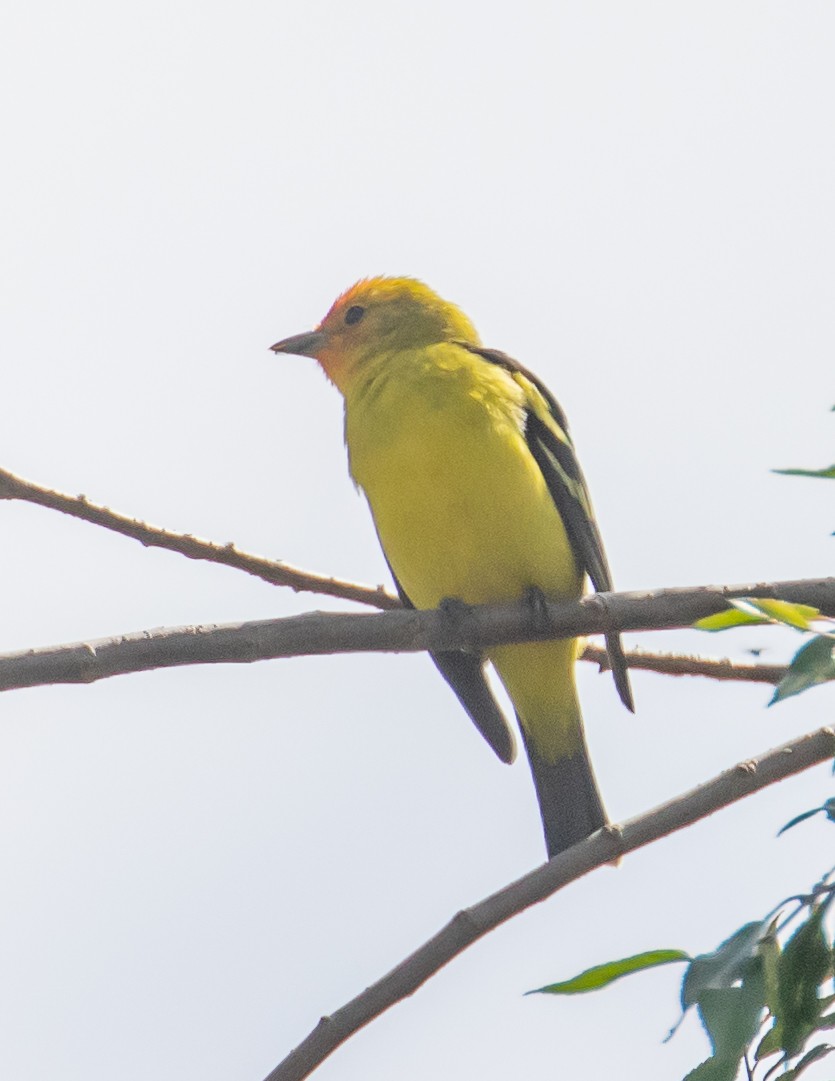 Western Tanager - ML633811431