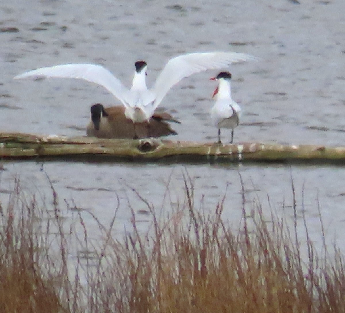 Caspian Tern - ML633811470